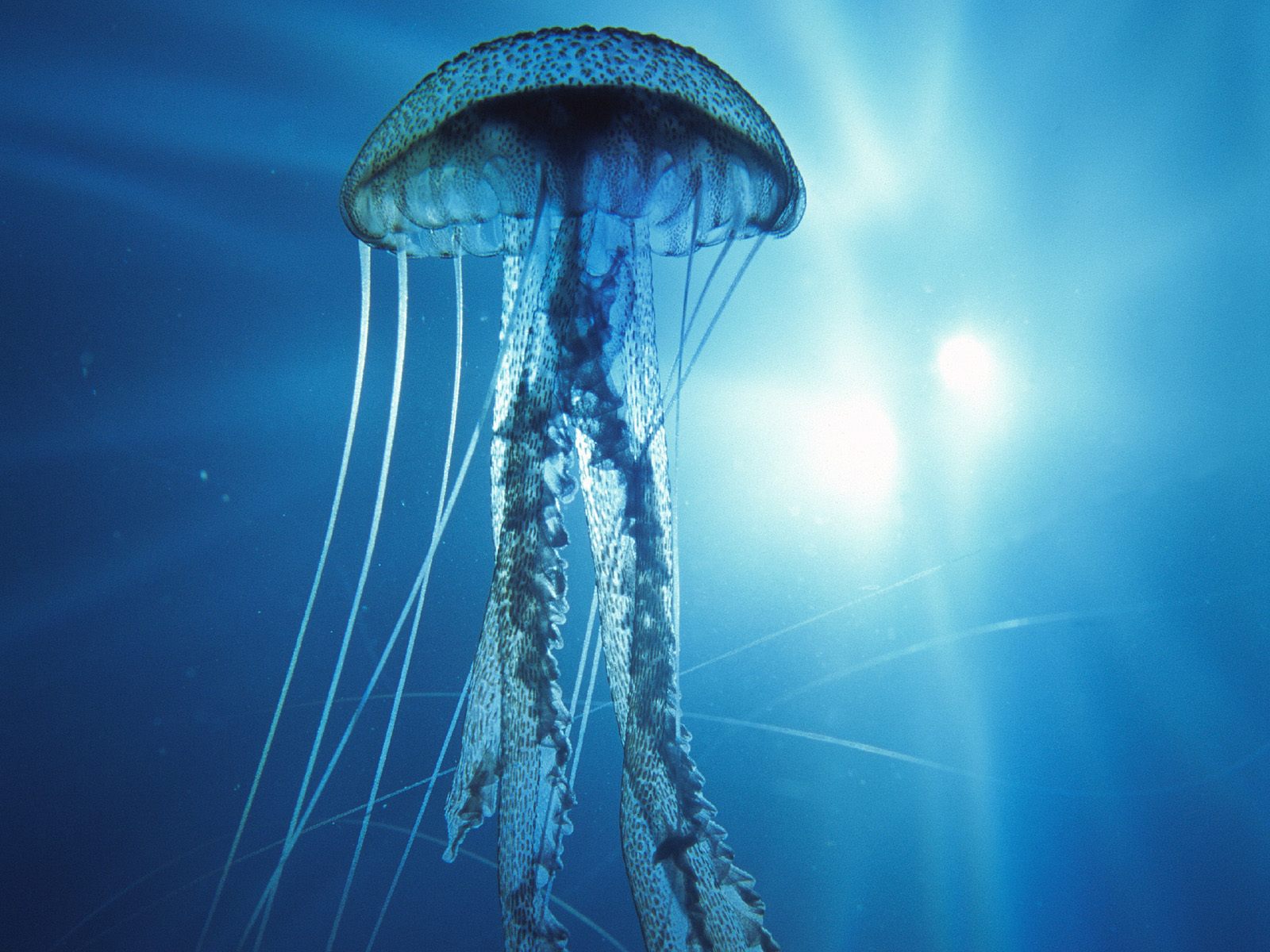 Electric Jellyfish2408918147 - Electric Jellyfish - Jellyfish, Fishy, Electric